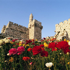 Red flowers in Jerusalem Israel